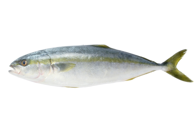 ぶり・ハマチ製品